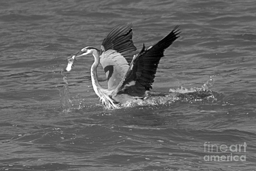 Great Blue Heron vs Cormorant Scuffle Black And White Photograph by Adam Jewell