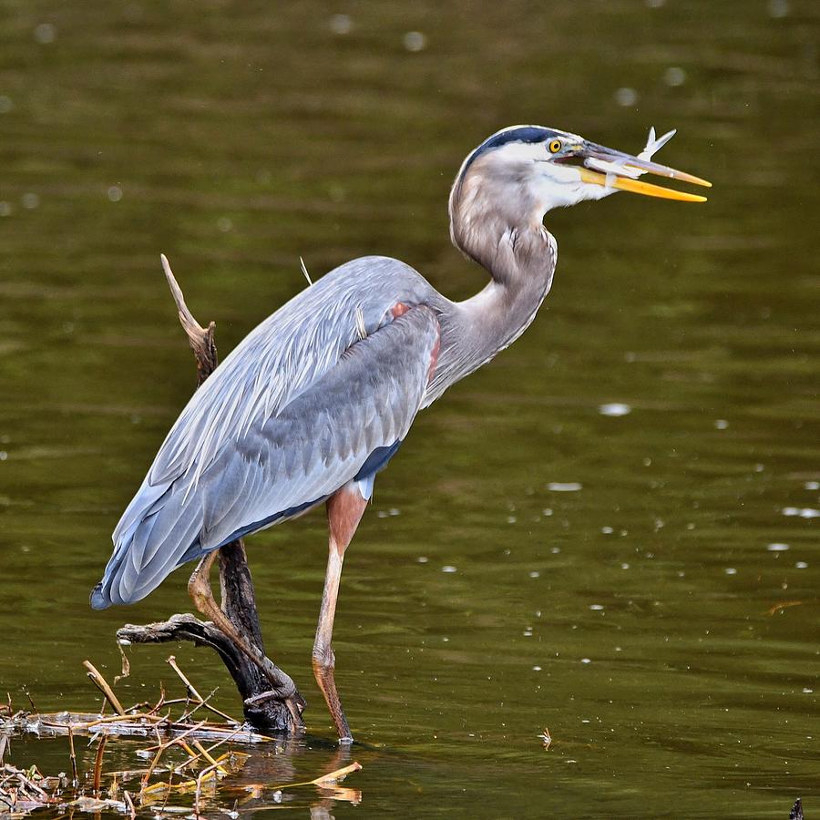 Great Blue Heron w/fish Photograph by Ken Lawrence