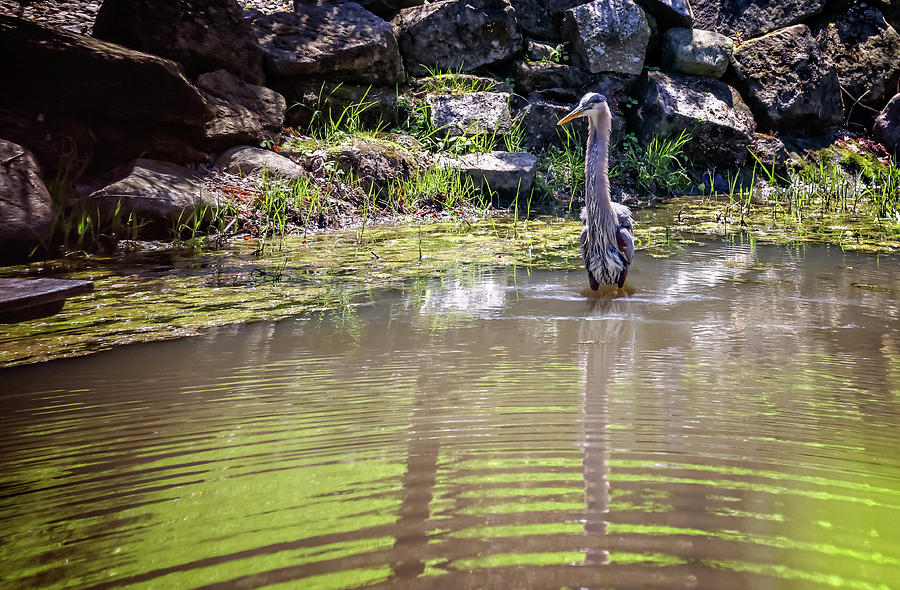 Great Blue Heron Wading For Food Photograph by Pheasant Run Gallery