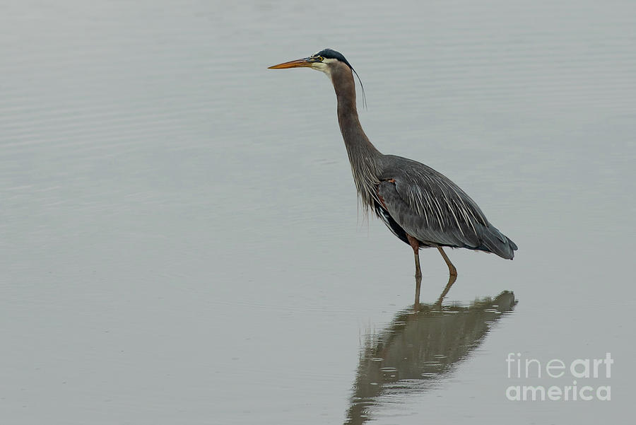 Wildlife Photograph - Great Blue Heron Wading in a Pond by Nancy Gleason