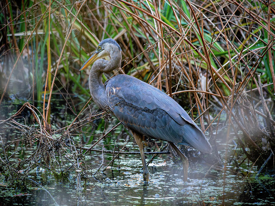 Great Blue Heron Wading Photograph by Rachel Morrison