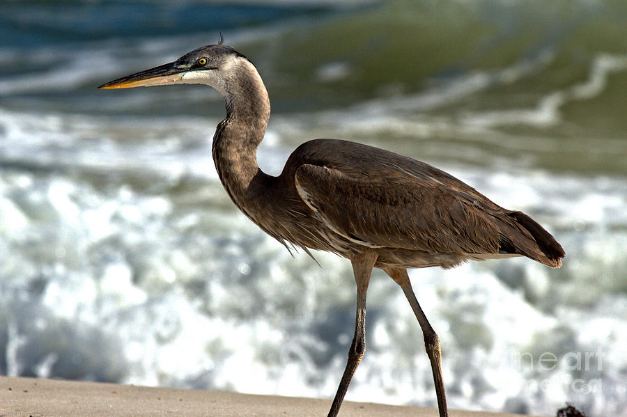 Great Blue Heron Walking Along The Surf Photograph by Adam Jewell