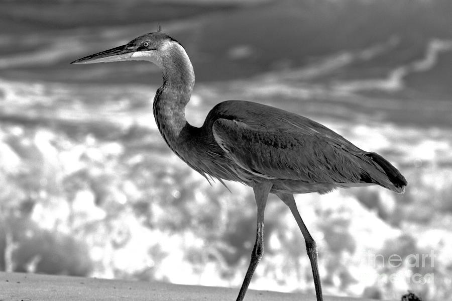 Great Blue Heron Walking Along The Surf Black And White Photograph by Adam Jewell