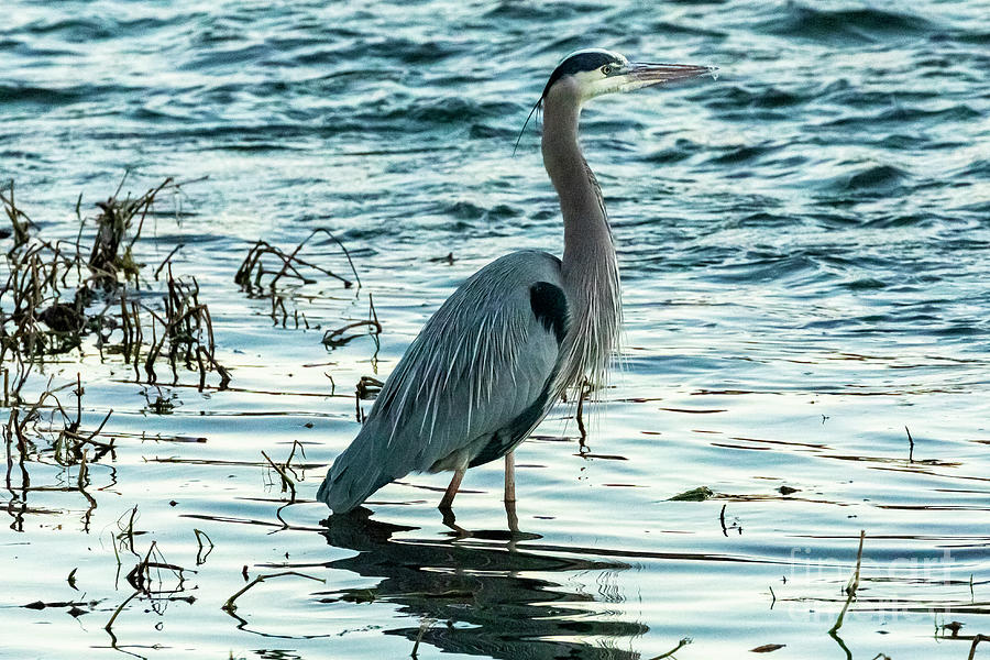 Great Blue Heron Walks A Winter River Shoreline Photograph By Theresa D 