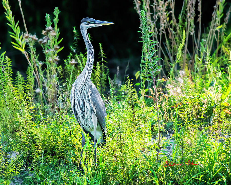 Great Blue Heron Watch Photograph by Ed Peterson