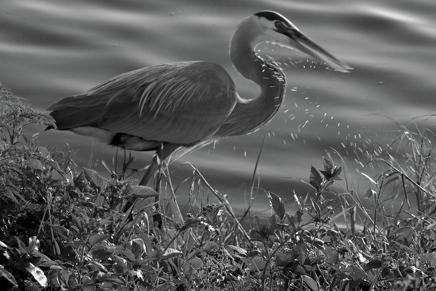 Great Blue Heron  water sling Black And White Photograph by Christopher Mercer