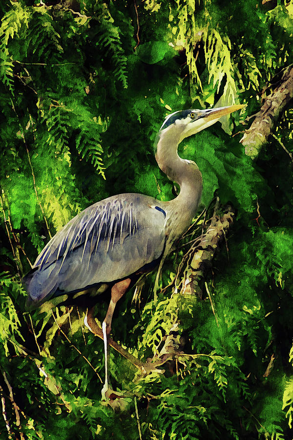 Great Blue Heron Watercolor Photograph by Peggy Collins