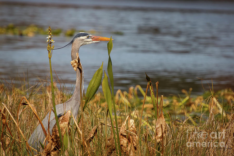 Great Blue Heron Wearing A Golden Bow Around His Neck Photograph by Philip And Robbie Bracco