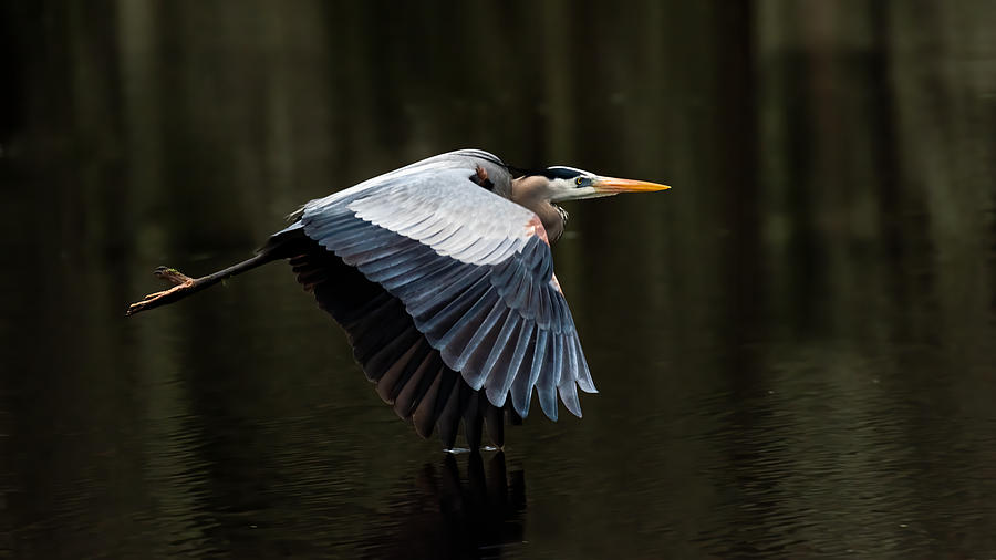 Great Blue Heron Wing Tip Touches Water Photograph by Larry Maras Great Blue Heron Wing Tip Touches Water Photograph by Larry Maras