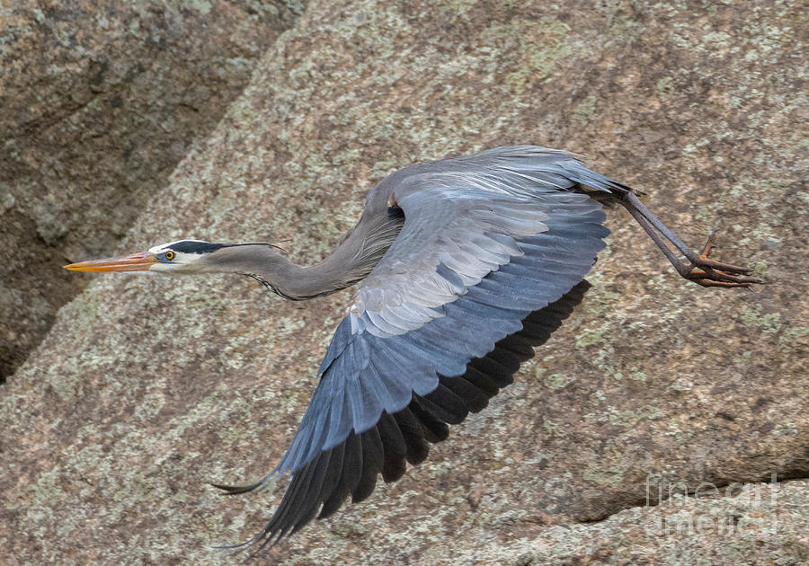 Great Blue Heron Wings Down Photograph by Steven Krull