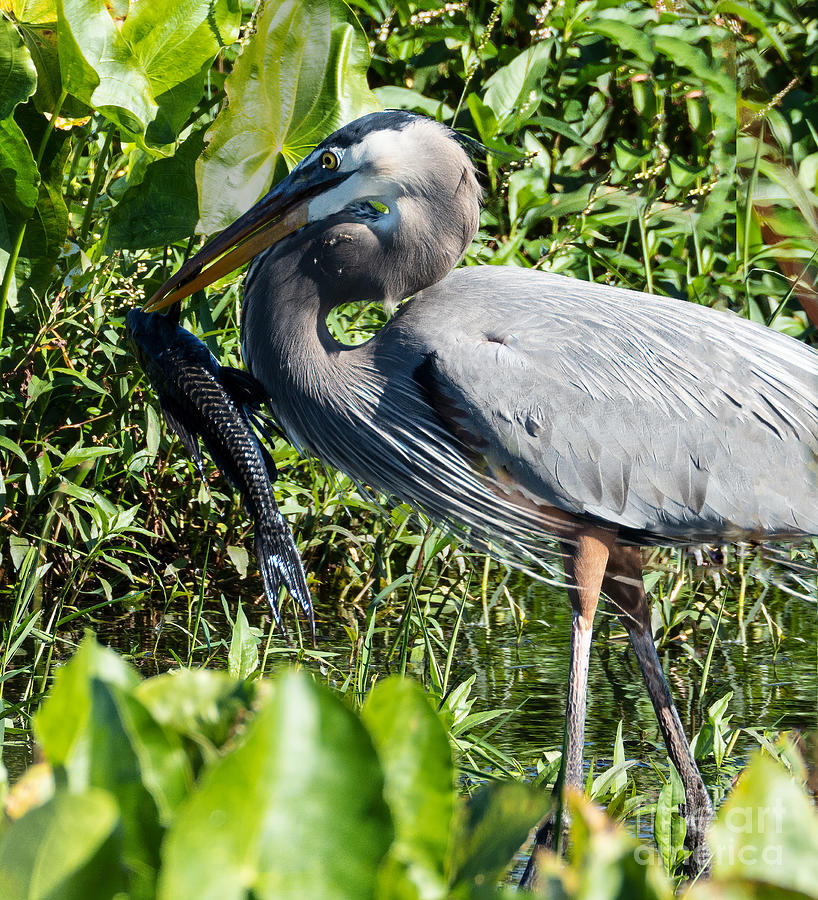 Great Blue Heron with a Black Armored Catfish Photograph by L Bosco