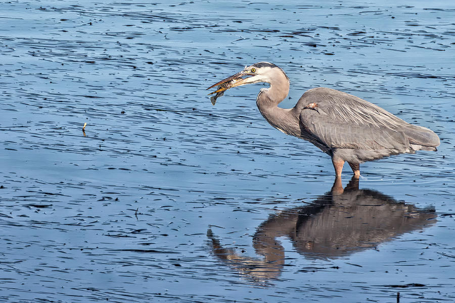 Great Blue Heron with a Cabezon Photograph by Kathleen Bishop