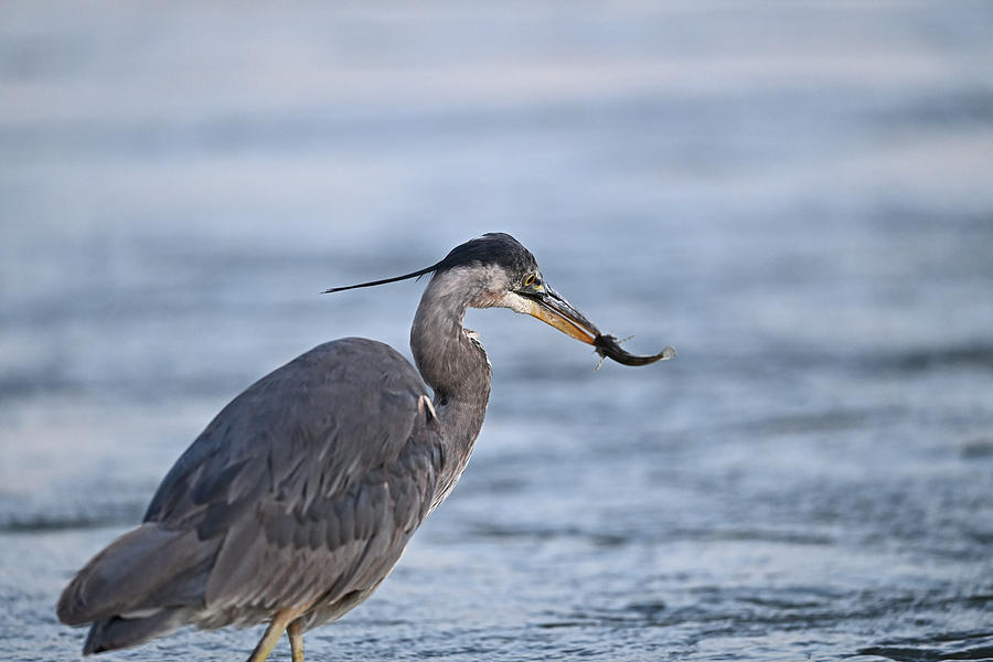 Great Blue Heron With a Catch Photograph by Amazing Action Photo Video