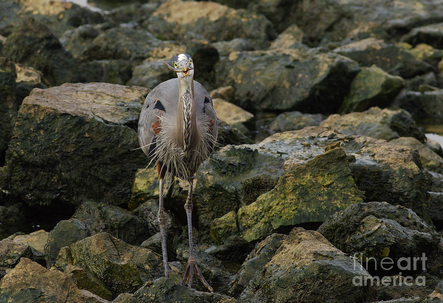 Great Blue Heron With a Snack Photograph by Douglas Stucky