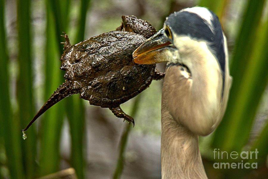 Great Blue Heron With A Speared Turtle Photograph by Adam Jewell