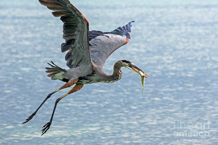 Great Blue Heron with Baby Marlin Photograph by Arterra Picture Library