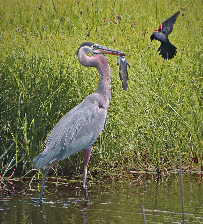 Great Blue Heron with Bass Photograph by Suzanne Stout