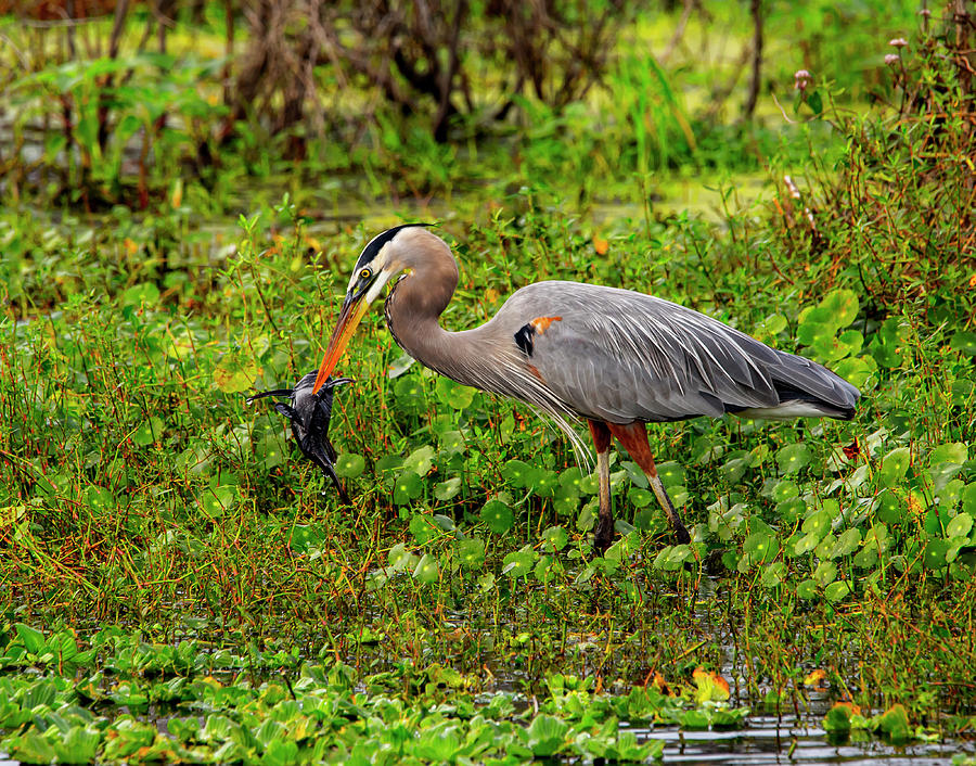 Great Blue Heron with catfish by Kevin Banker Great Blue Heron with catfish by Kevin Banker