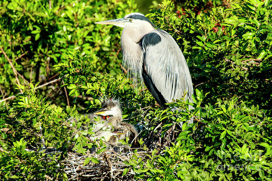 Great Blue Heron With Chicks Photograph by Ben Graham