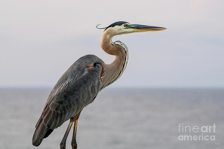 Great Blue Heron With Curlicue Photograph by Jennifer White