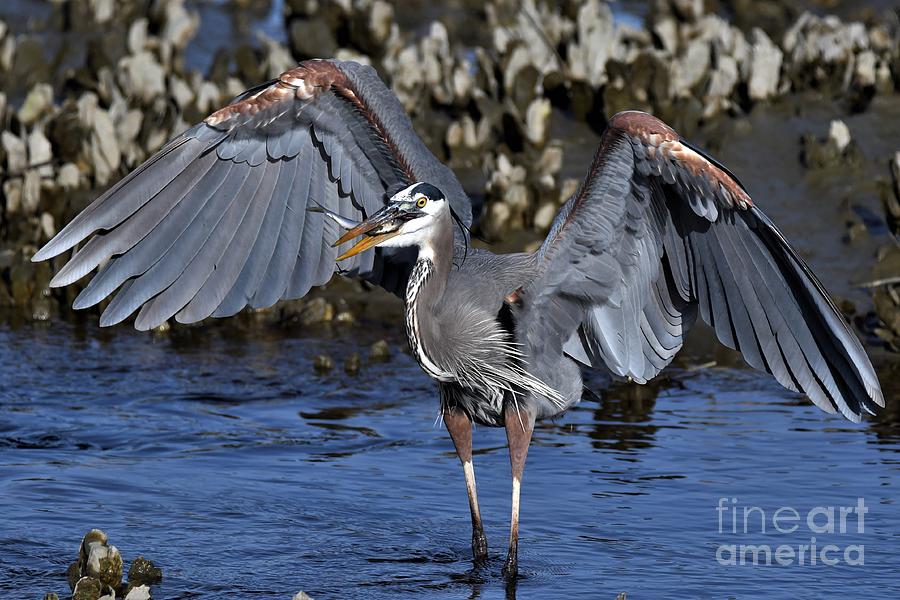 Great Blue Heron With Fish Photograph by Julie Adair