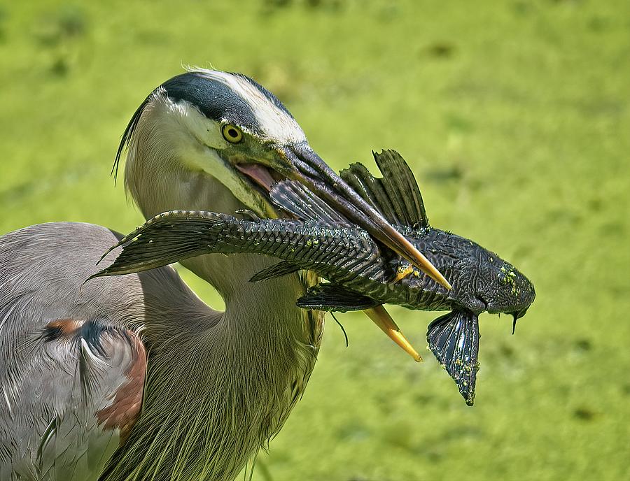 Great Blue Heron with Fish No 1 Photograph by Steve DaPonte