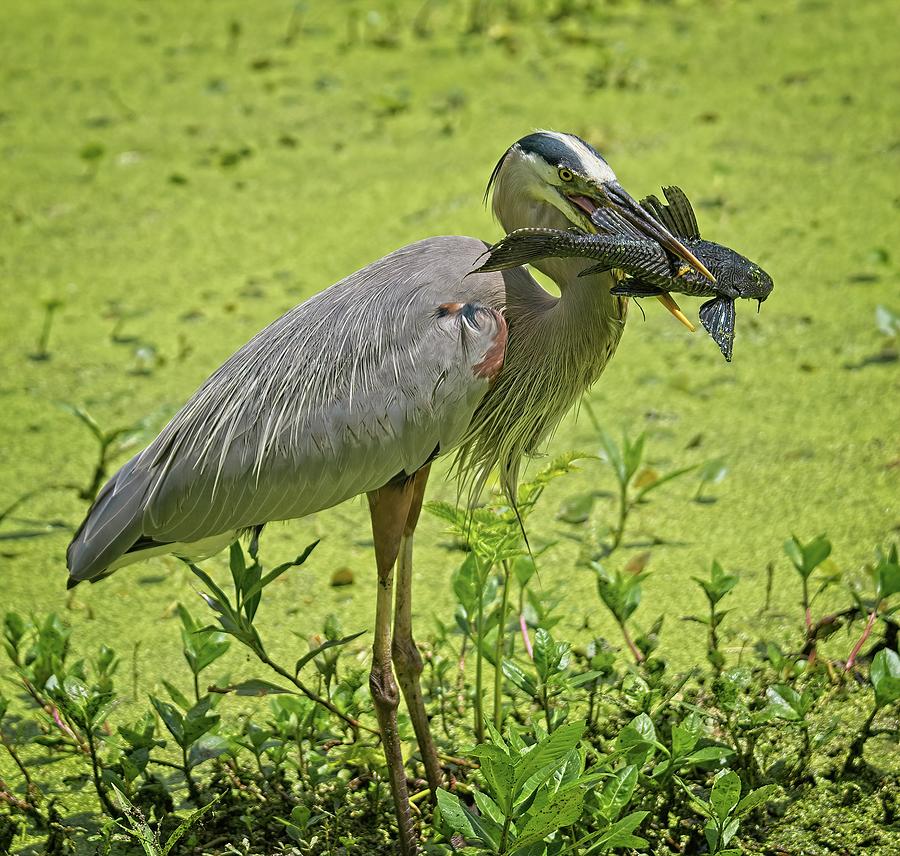 Great Blue Heron with Fish No 2 Photograph by Steve DaPonte