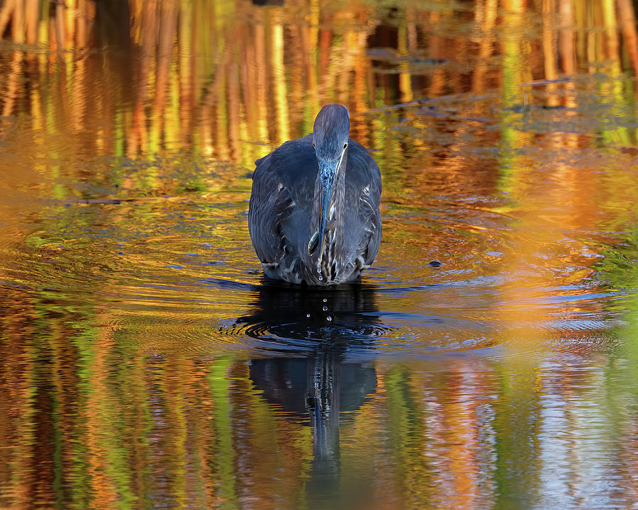 Great Blue Heron with Great Catch Photograph by Flinn Hackett