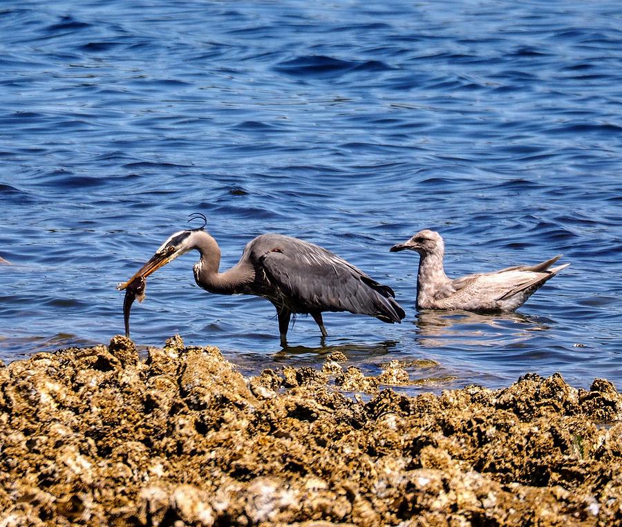 Great Blue Heron With its Catch Photograph by Darrell MacIver - Fine ...