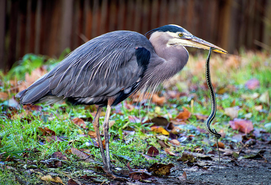 Great Blue Heron with Lunch Photograph by Greg Sigrist