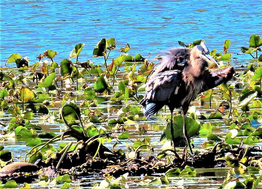 Great Blue Heron With Lunch Photograph by Linda Stern