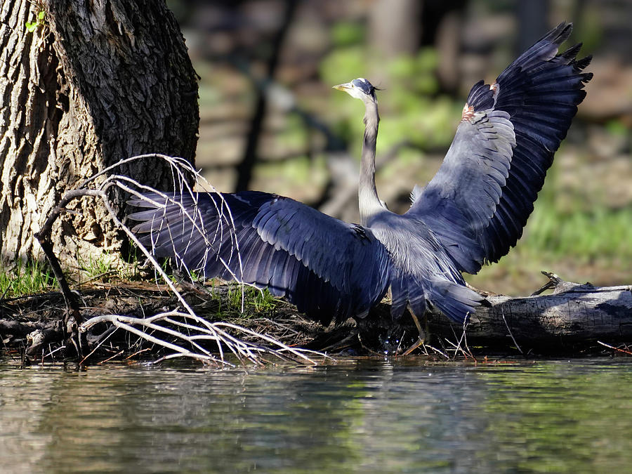 Heron Photograph - Great Blue Heron with Outstretched Wings by Moment of Perception