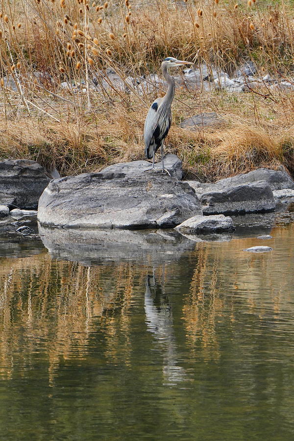 Great Blue Heron with reflection Photograph by Brent Bunch