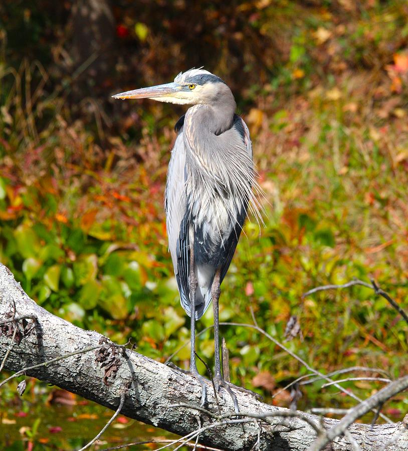 Great Blue Heron with watchful eye Photograph by Sandy Zanko - Fine Art ...