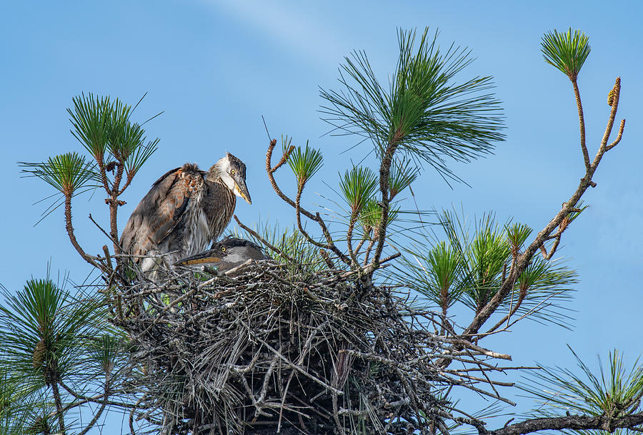 Great Blue Heron with young on nest Photograph by Gordon Ripley