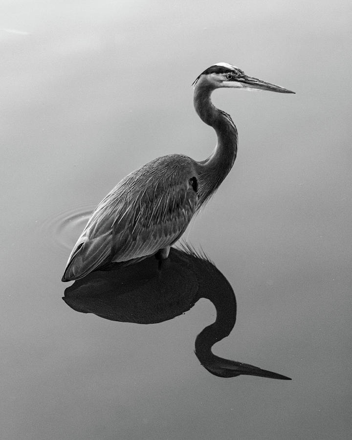 Great Blue Heron without color Photograph by Rick Nelson