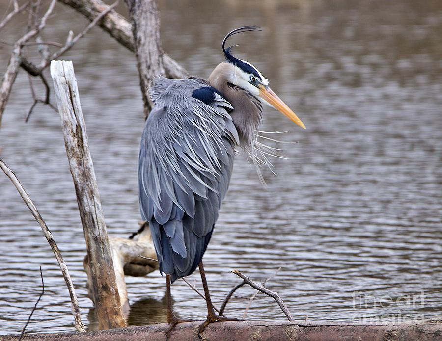 Great Blue Heron Photograph by Yvonne M Smith