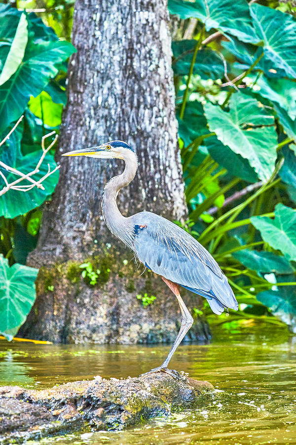 Great Blue Heron,Lousiana Photograph by Peter Unger