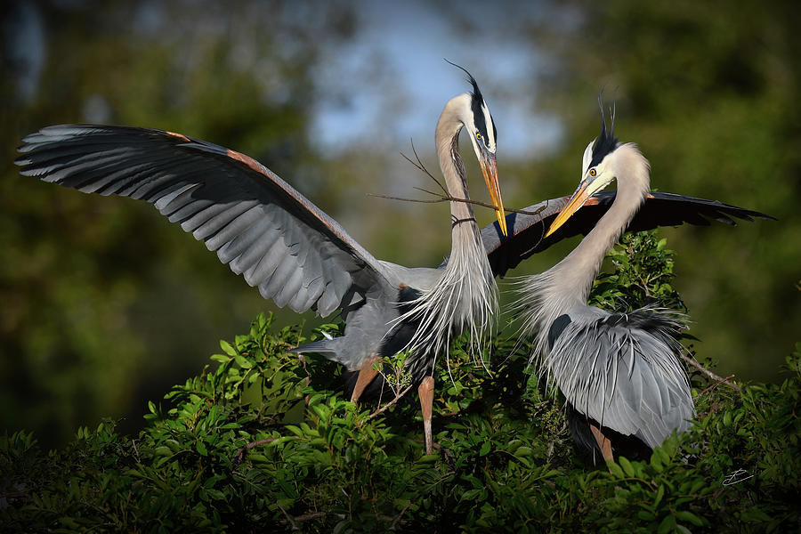 Great Blue Herons 678 Photograph by RJ Wiley - Fine Art America