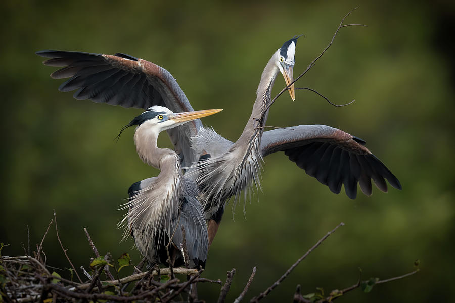 Great Blue Herons 8502667 Photograph by Dan Power | Fine Art America