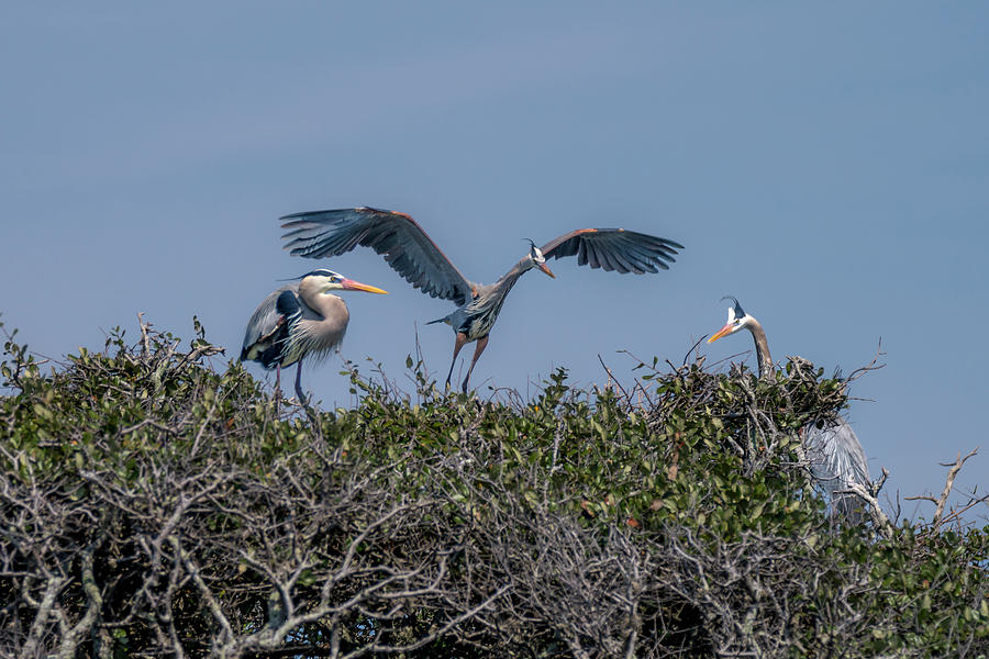 Great Blue Herons at Rockport Rookery in Texas Photograph by Debra Martz