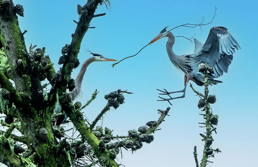 Great Blue Herons Begin Nesting Photograph by Ken Stampfer