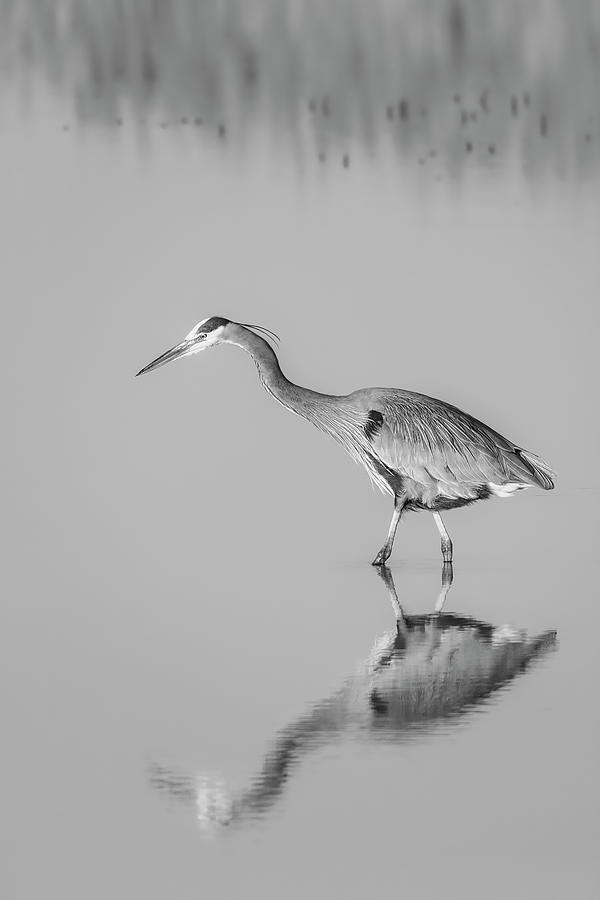 Great Blue Herons BW Photograph by Susan Candelario