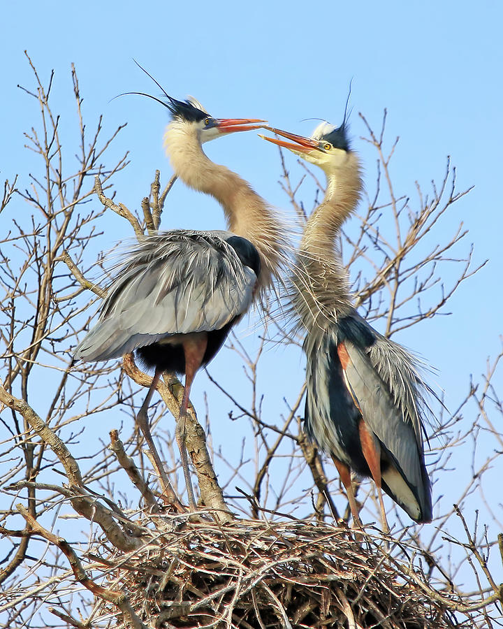 Great Blue Herons Courtship in Spring Photograph by Shixing Wen