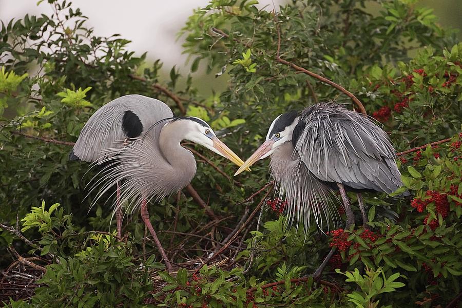 Great Blue Herons Display Photograph by Lori A Cash - Fine Art America