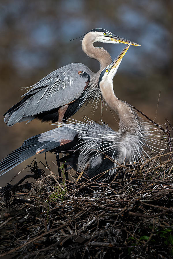 Great Blue Herons DZ95330 Photograph by Dan Power - Fine Art America