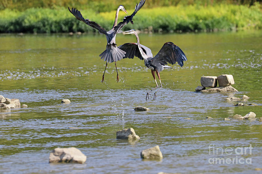 Great Blue Herons Fighting Over Fishing Spot  3860 Photograph