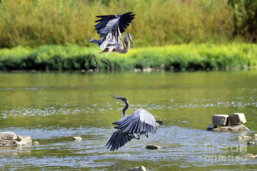 Great Blue Herons Fighting Over Fishing Spot  3862 Photograph