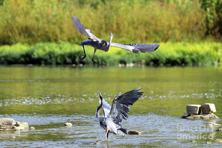 Great Blue Herons Fighting Over Fishing Spot  3863 Photograph
