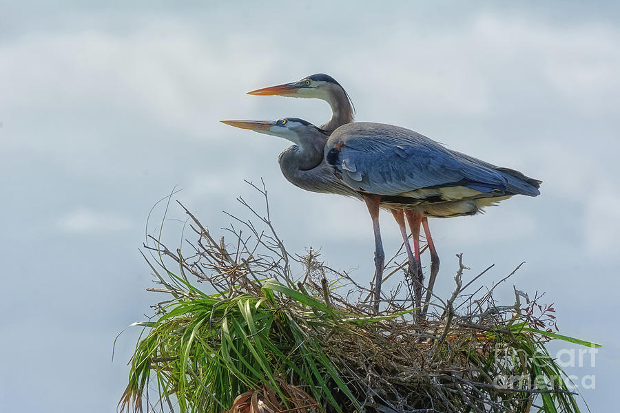 Great Blue Herons in Nest - 1199 Photograph by Marvin Reinhart - Fine ...